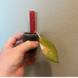 Hoya MA 41 sp. Anjuk Landang *ugly duckling*