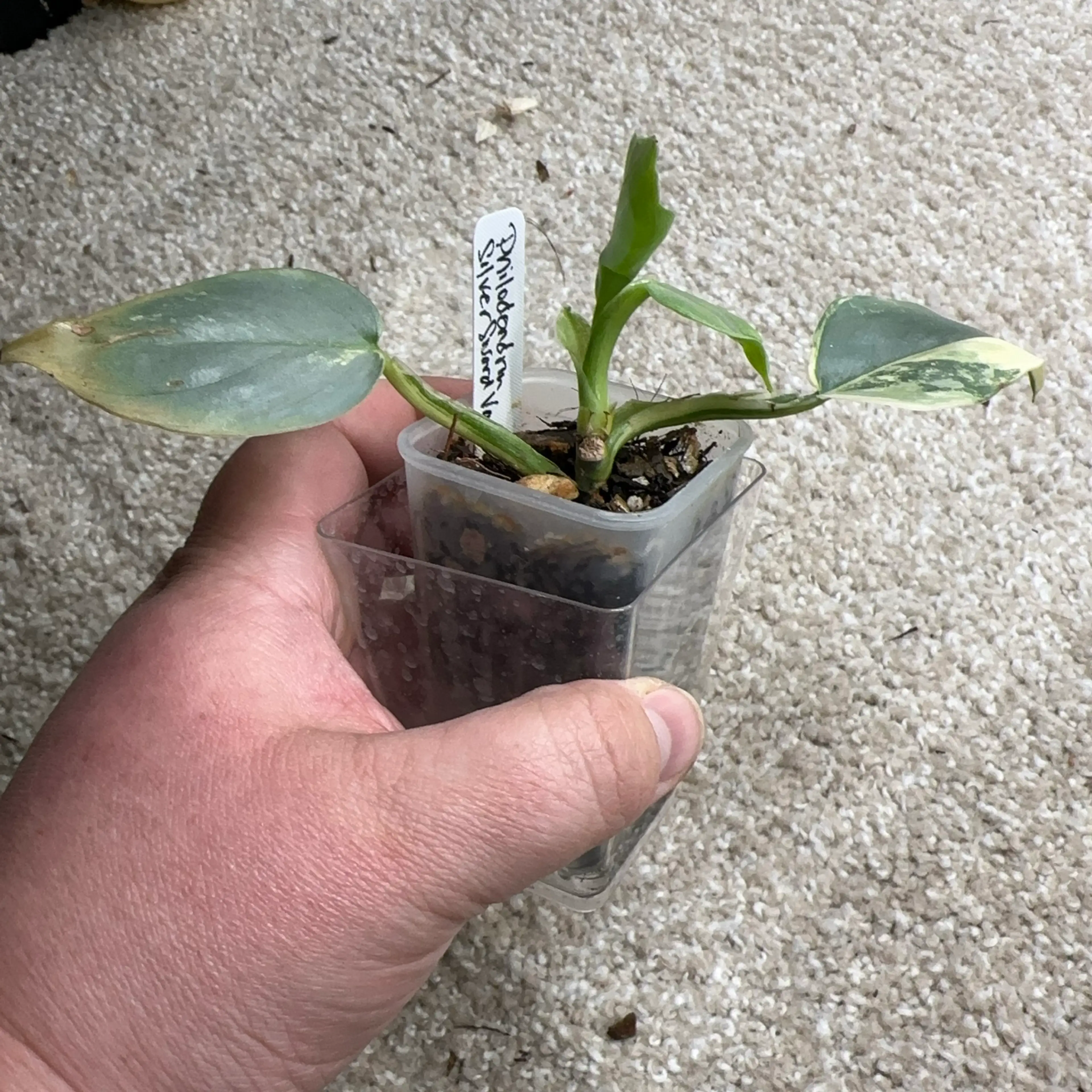 Image 2 of 2