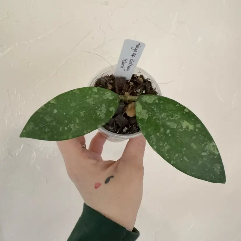 Hoya Ko Chang Island (growers choice)