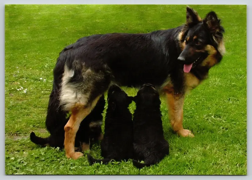 Postcard Chodsky Dog Breed Czech Bohemian Shepherd Dog Canis lupus familiaris