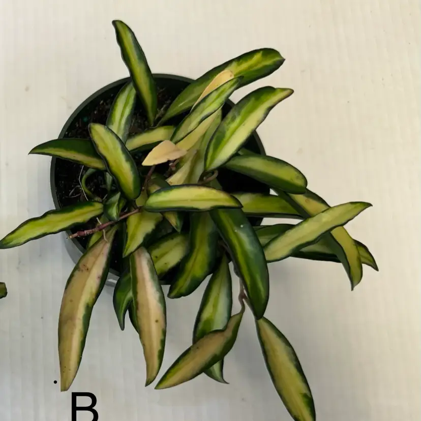 Hoya Wayetti Variegated