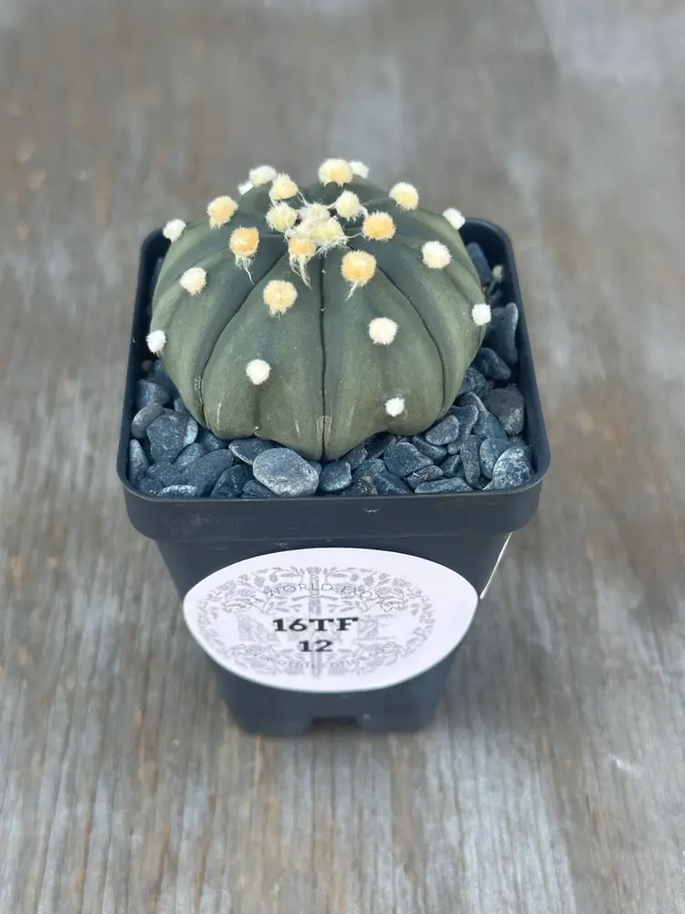 Astrophytum Asterias cv. 'Ooibo' (16TFM12)