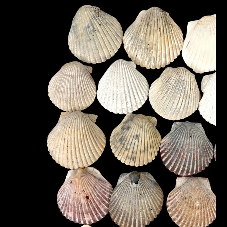 Lot of 38 Florida Cockle Sea Shells. Multiple Sizes. Ethically Collected. Beautiful Coastal Nautical Marine Decor.