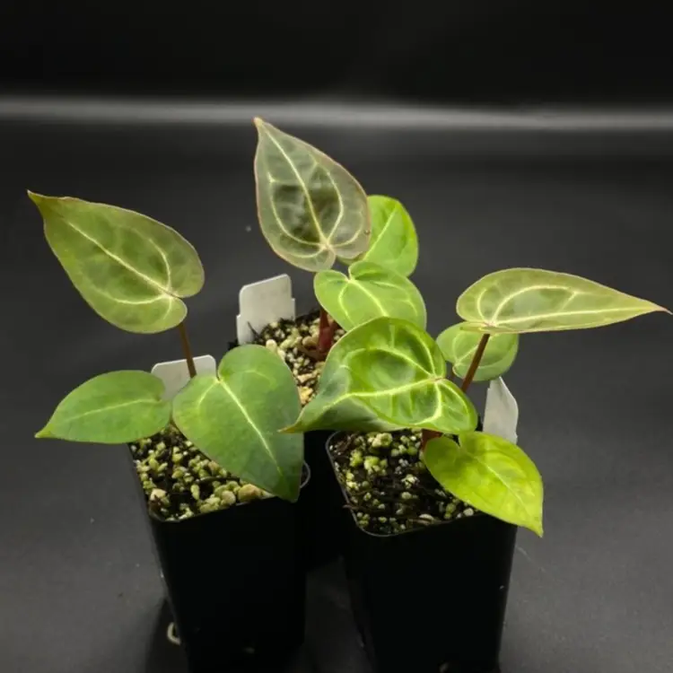 123D - GC - (‘Zara' x 'Michele') x carlablackiae 'RA3' med