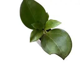 Swiffers mood x UNK (RHM-24016)