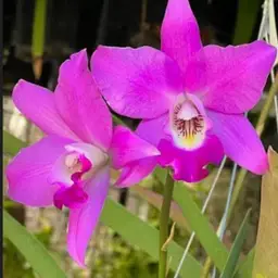 LC Helen Christie ‘Pirate del Sol’ HCC/AOS