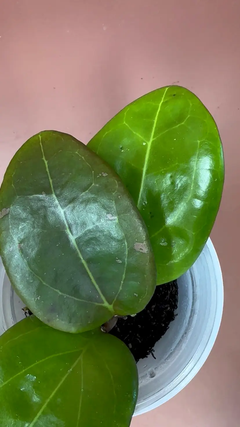 Hoya ‘Red Velvet’. JS001 Pennys Treat OP