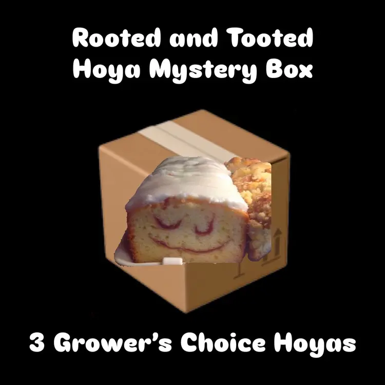 Rooted and Tooted Hoya Mystery Box
