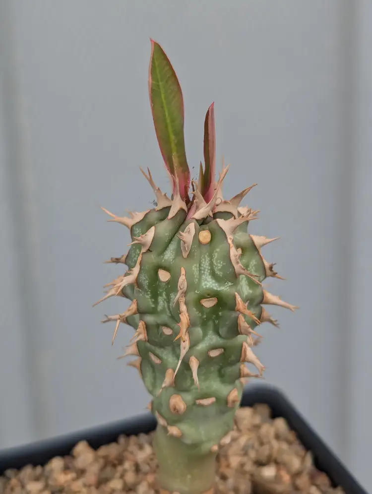 Euphorbia vigueri ssp. ankarafantsiensis