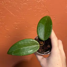 Last chance! 
Hoya latifolia (silver, from Indonesia)