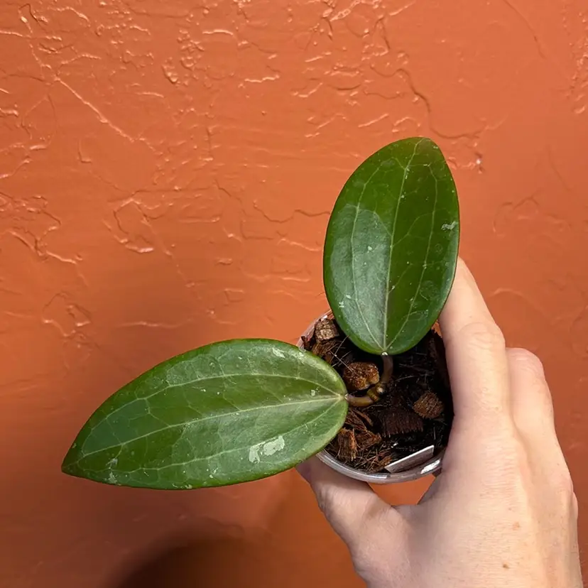 Hoya latifolia (silver, from Indonesia)