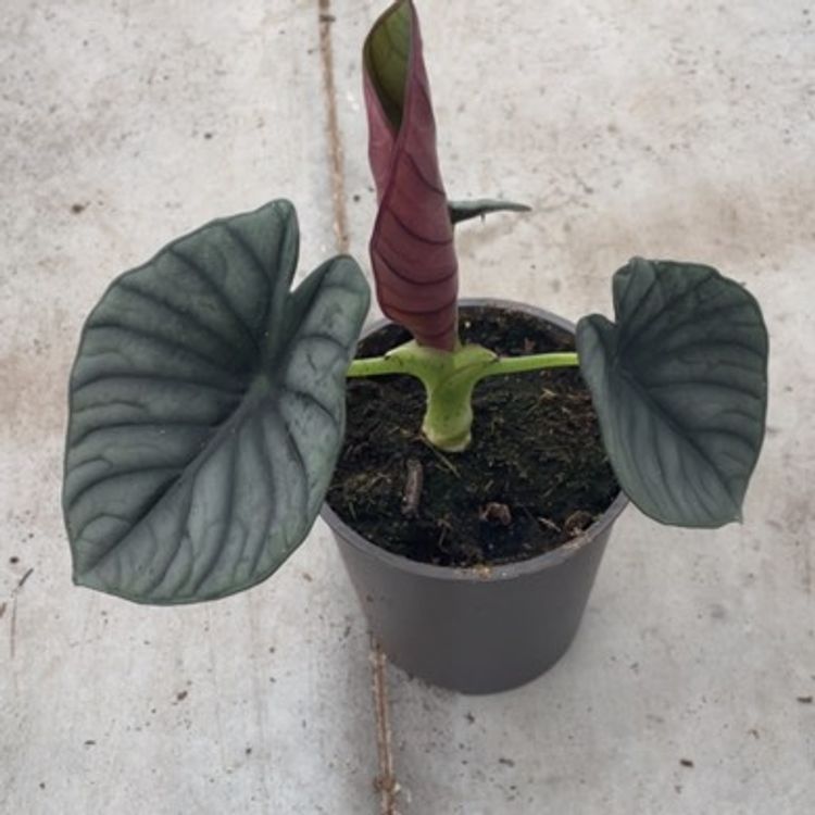Alocasia Imperial