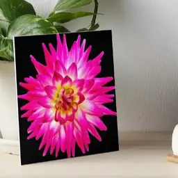 Prettiest in Pink - Art Board Print 8x8"