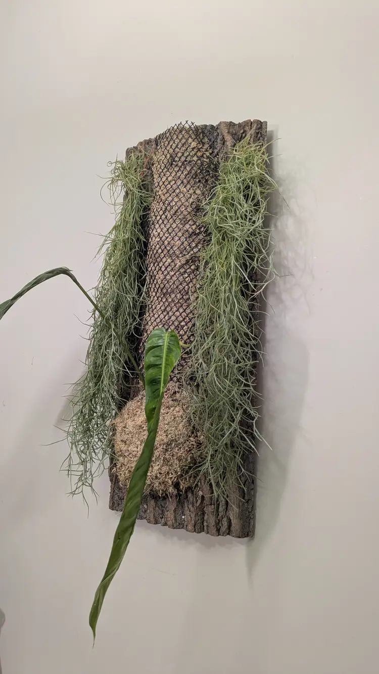 Columbian Silver Spanish Moss 20"+ Clump