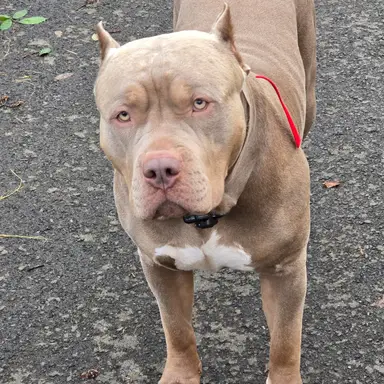 Christopher Faucette