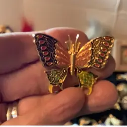 Butterfly From Spain