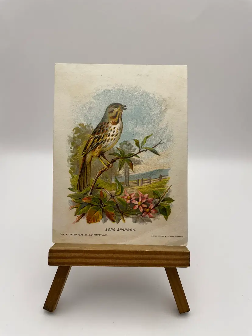 Antique Trade Card, Good-Will
Soap New England Birds, “Song-Sparrow”, Copyrighted 1888 by G.E. Marsh & Co., Armstrong & Co. Lith. Boston
Nice Condition!