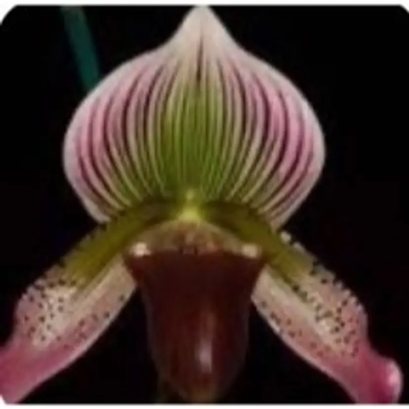 Paphiopedilum Calico Kitty x superbiens v. curtisii - 2” Pot