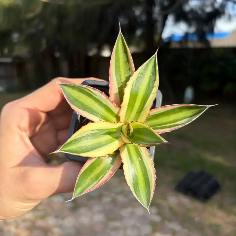 Agave Lophantha Quadricolor