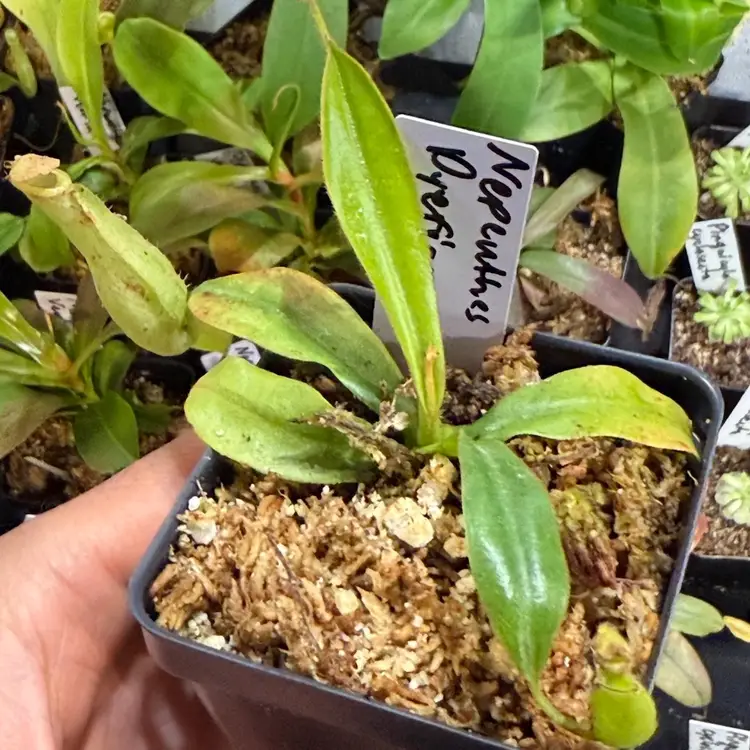 Nepenthes Dyeriana
