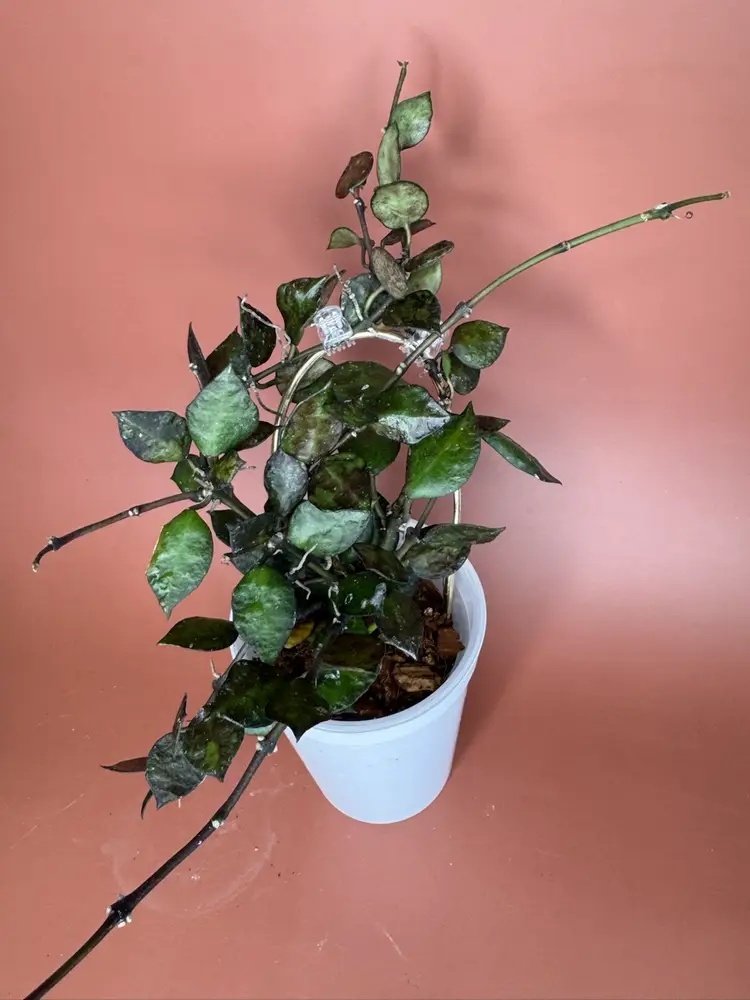 #3606 Lacunosa Black Tutal