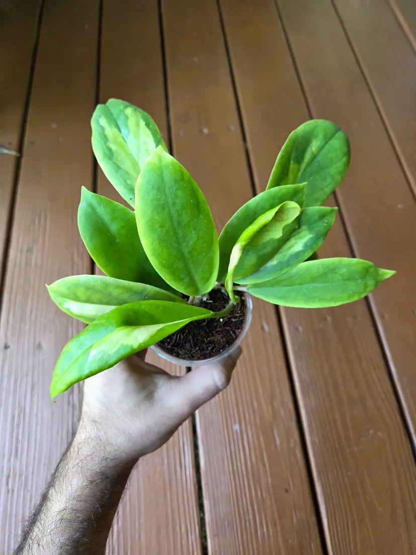 Hoya Incrassata Moonshadow