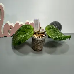 I01 sp Aceh ‘Lisa Mertua’