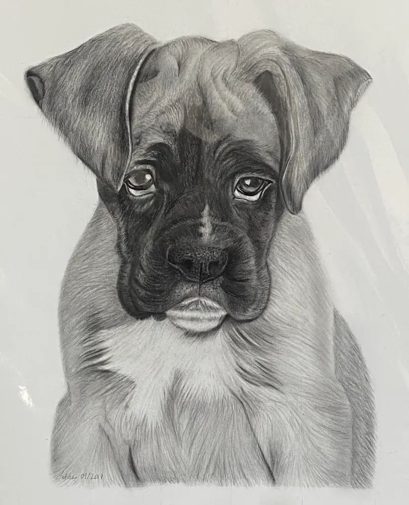 Original Charcoal & Graphite Drawing "Boxer" Signed By Artist:  Letitia Collins