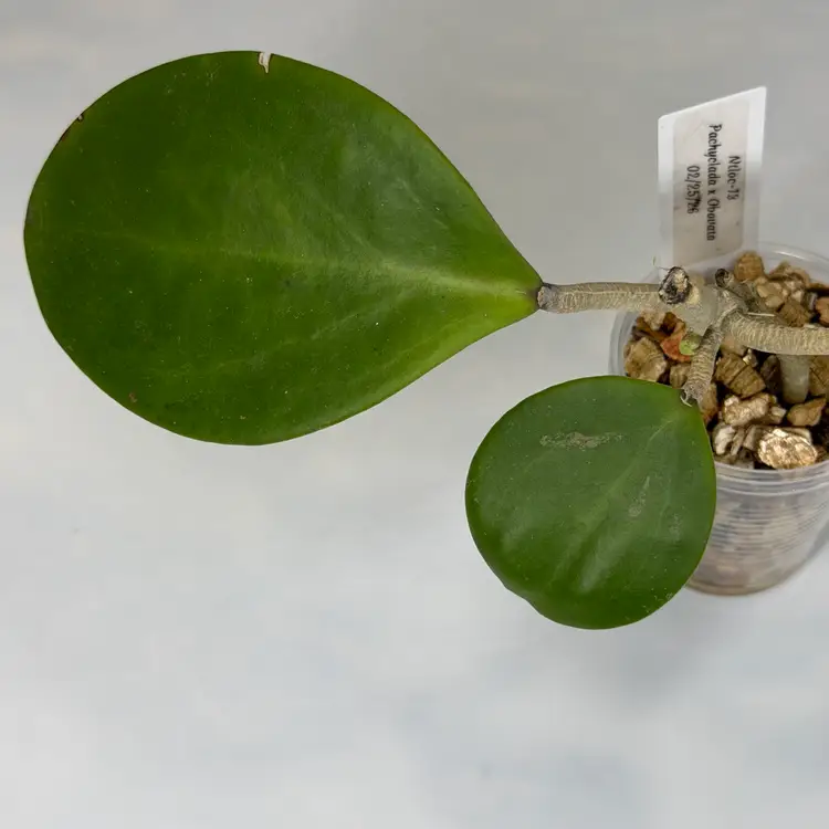 I54 Ntloc-13 Pachyclada x Obovata