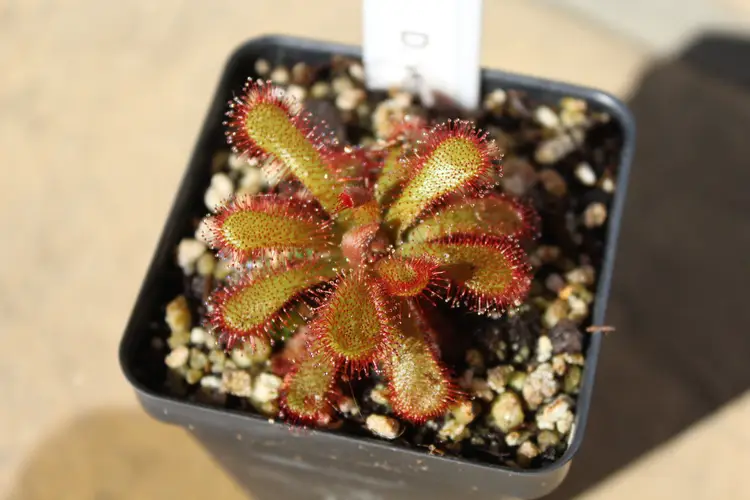 Drosera Venusta - Elegant Sundew, LIVE Carnivorous Plant
