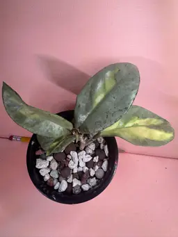 H. Argentea Princess