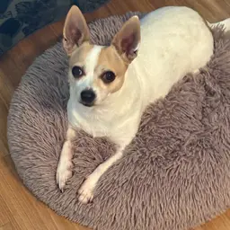 S-Fun Giveaway! Scout Not Included!