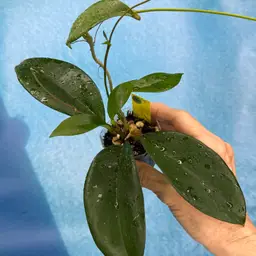 386 Hoya skinneriana ‘Dee’s Big One’