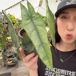 Alocasia