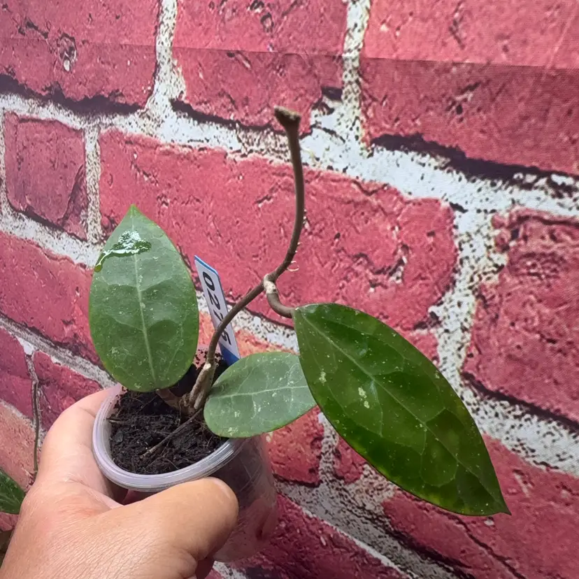275 Hoya Bintulu Borneo