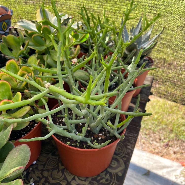 10 Euphorbia 6”