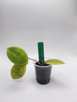 Hoya parasitica x pachyclada