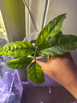 Hoya Multiflora Albo