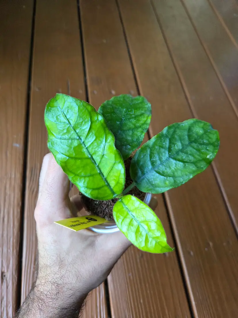 Hoya villosa big leaf
