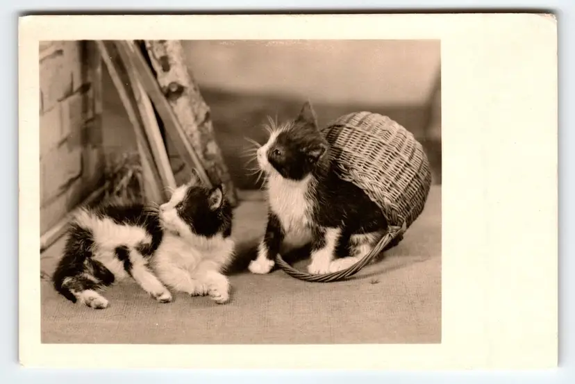 2 Cats Kittens Wicker Basket Postcard Vintage Cute Long Haired Fluffy Animals