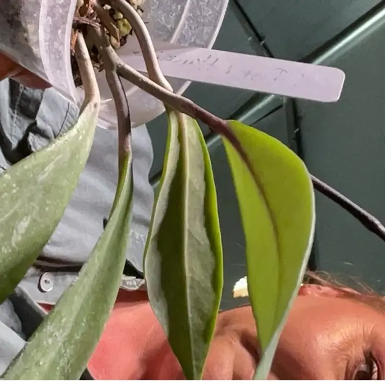 Pubicalyx Royal Hawaiian