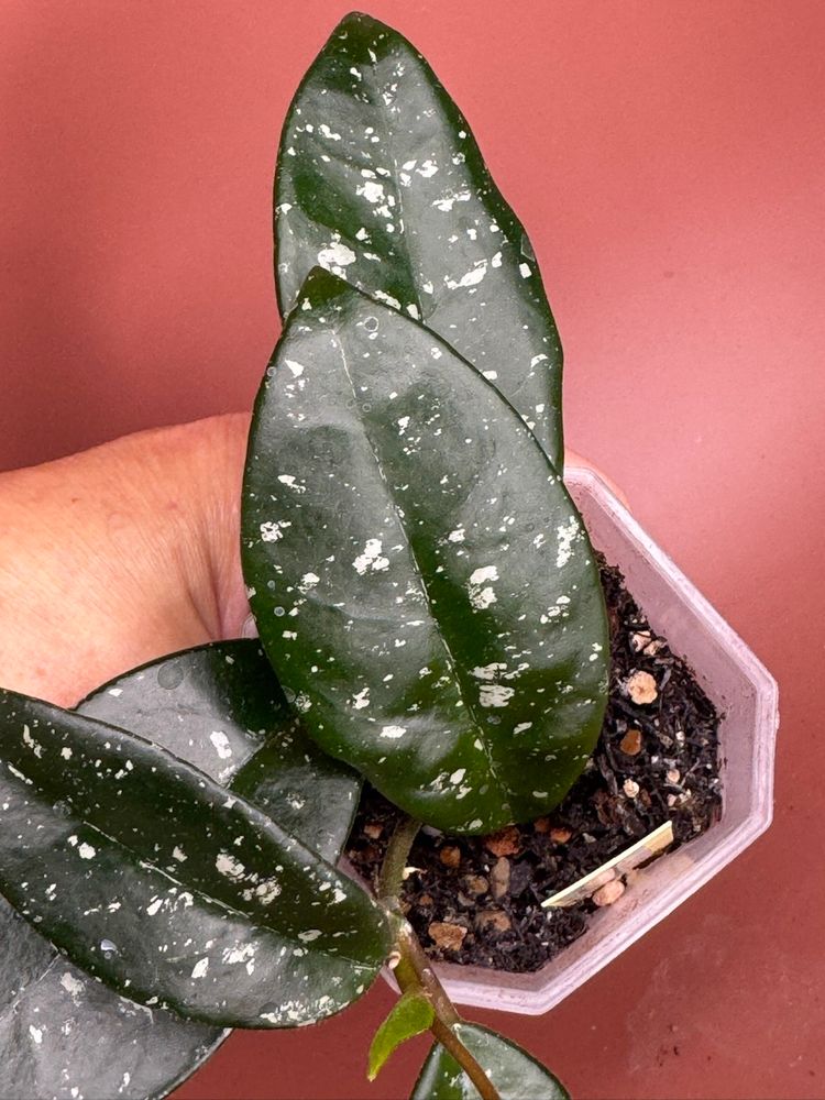 #3637 Hoya sms Dalton Henry 
(Macrophylla x Krinkle 8)