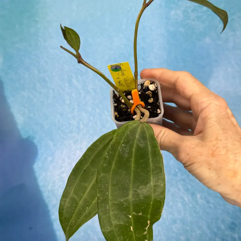 5 Hoya latifolia (polystachya) x unk. (from OP seedling)