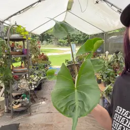 Alocasia