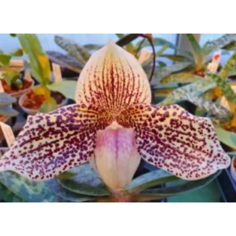 Paphiopedilum Nivarose