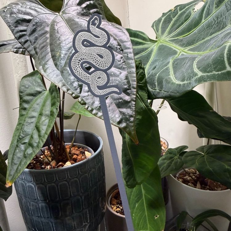 Silver Serpent Plant Stem Support