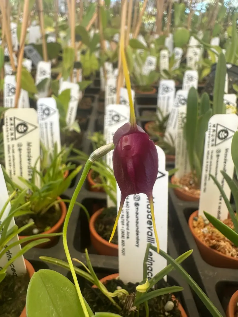 Masdevallia Othello - 2” Terra Cotta Pot