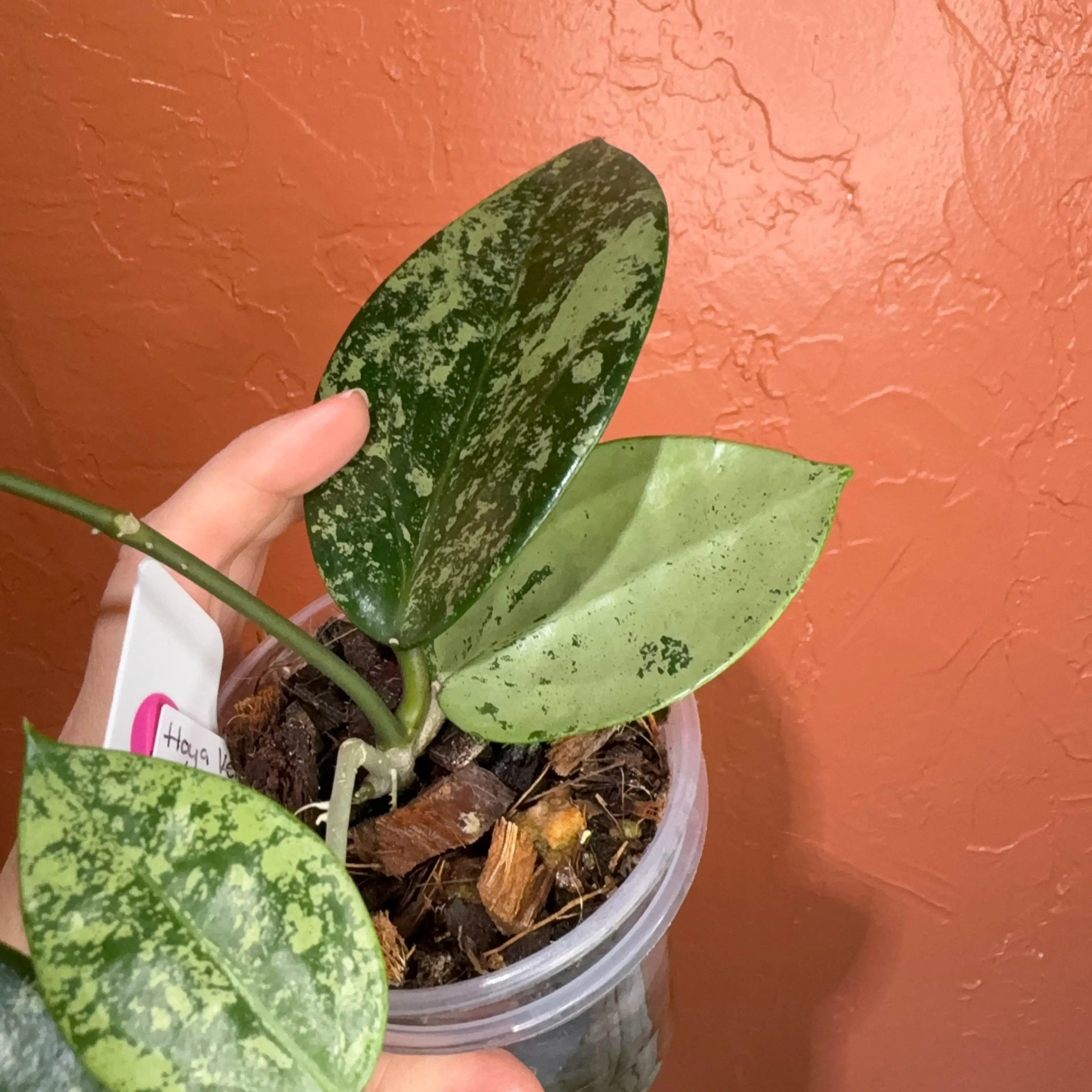 Image 2 of 3