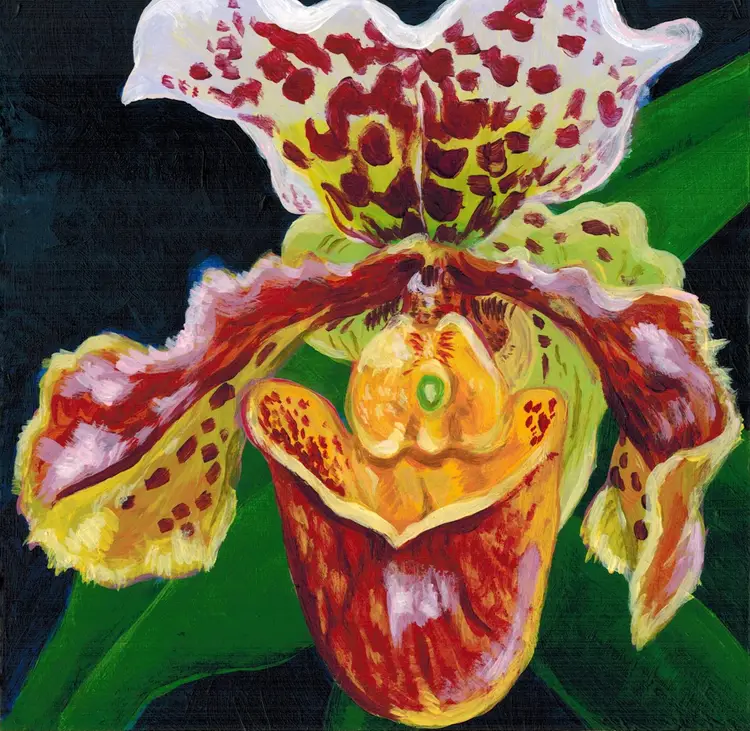 Art Prints – 'Paphiopedilum insigne'