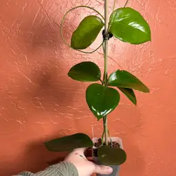 3070 Hoya sp Sumbawa